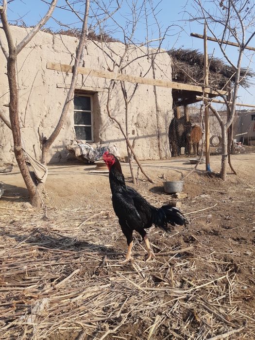 Kulangi xo'roz zotdor yaxshi urshadi
