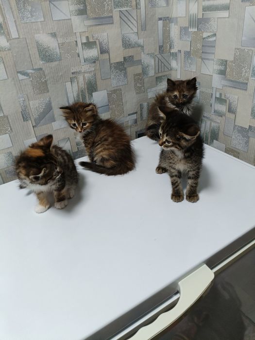 Отдам котят в добрые руки