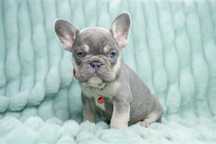Bulldog francez lilac tan fetita