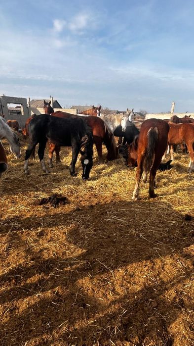 Продам жеребят тяж