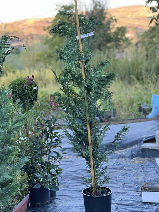 Лейланд топиар 1м.