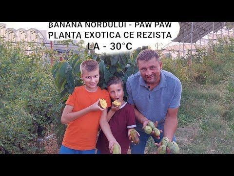 Banana nordului Paw Paw soiuri prima și sun flower
