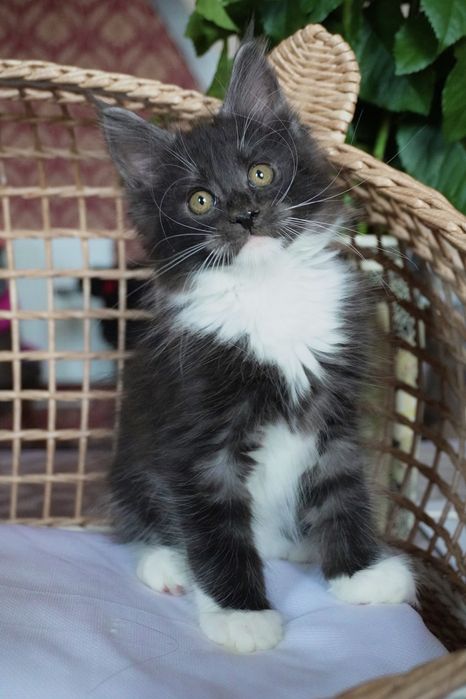 Мейнкун девочка, ласковая, яркая.