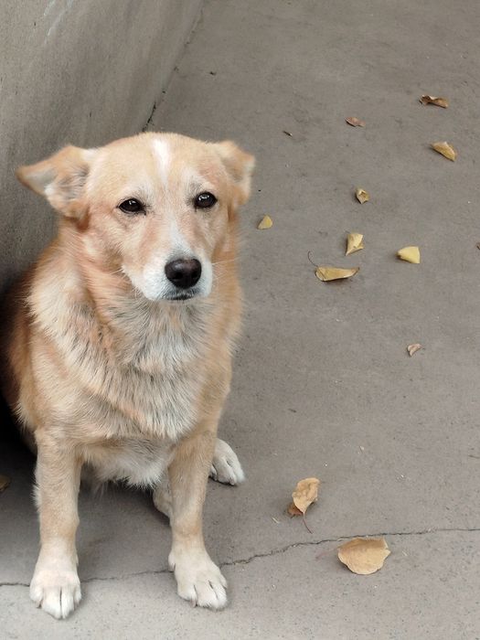 Животные умные и ласковые.