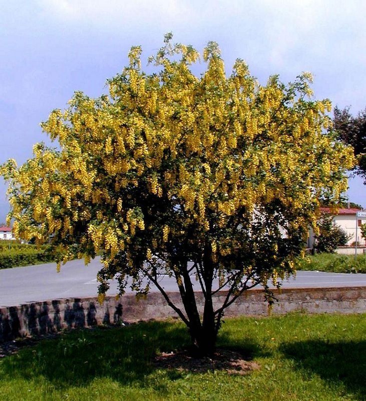 Златен дъжд (Laburnum anagyroides)