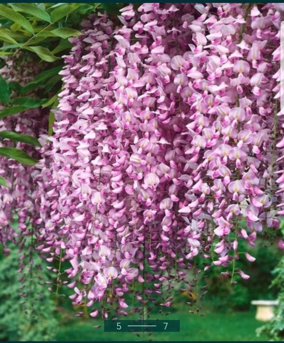 Glicina planta liana si parfumata