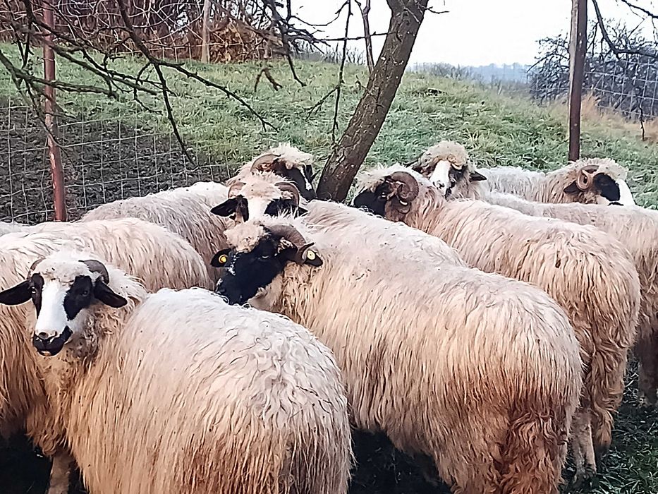 Vand oi oatise si breze