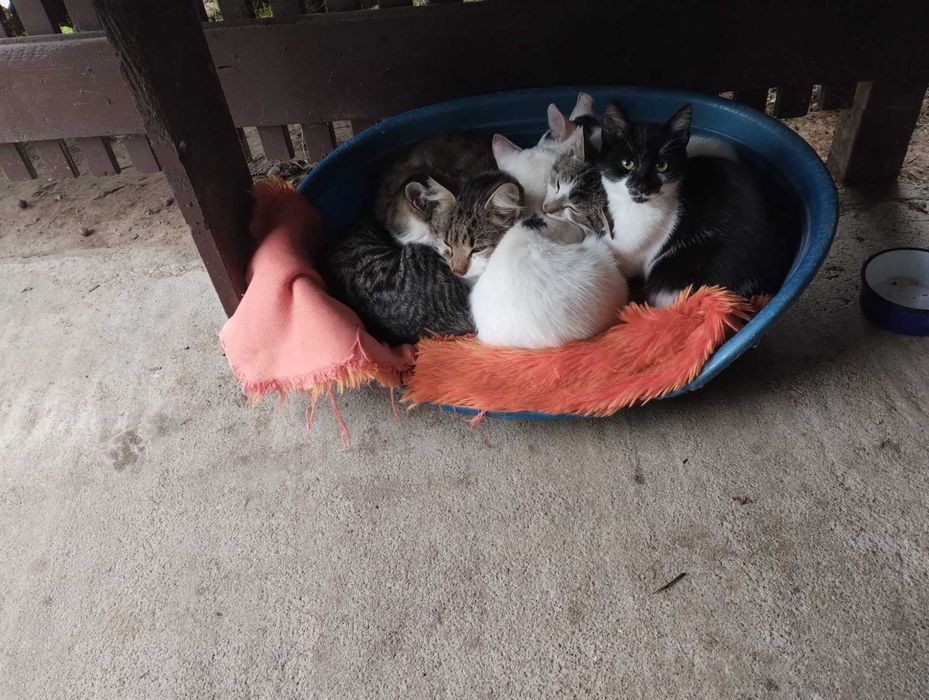 Pisicuțe adorabile spre adopție