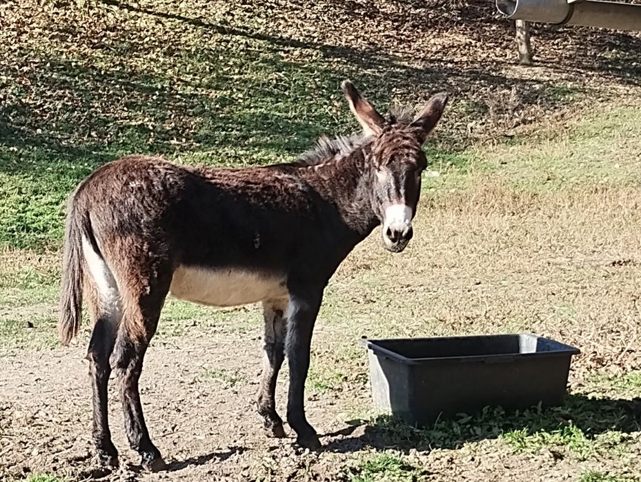 Măgăriță de vânzare