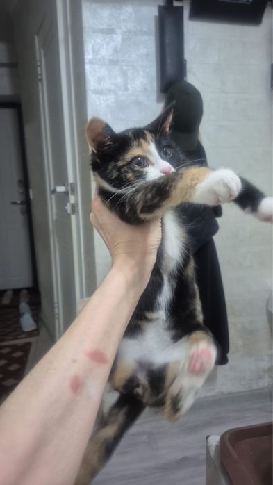 Котенка в добрые руки