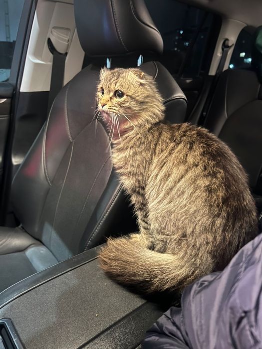 Отдам кота в добрые руки