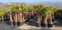 Vând palmieri trachycarpus fortunei rezistenți la îngheț