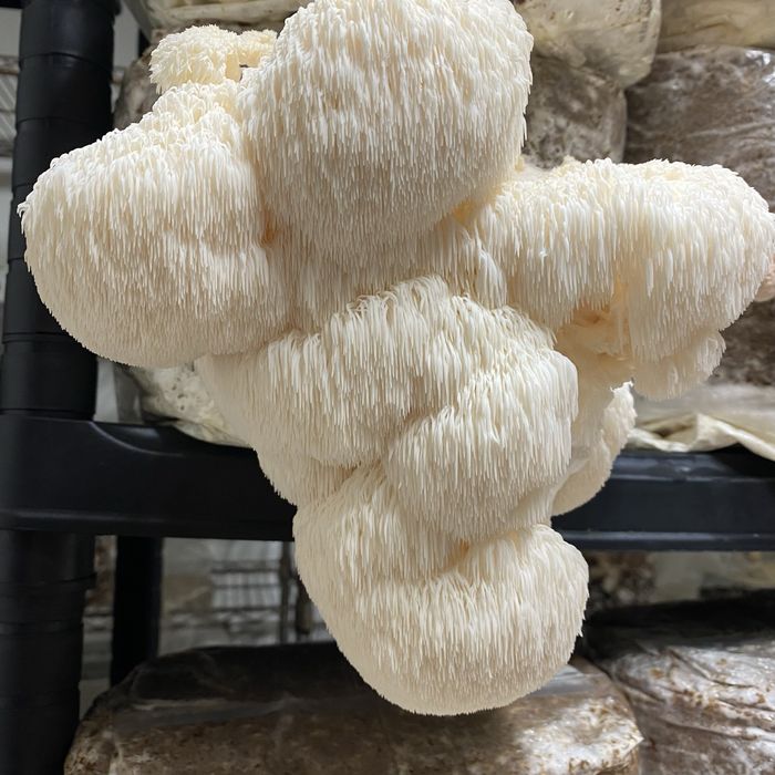 Ciuperca Coama Leului (Hericium erinaceus ) certificat ecologic