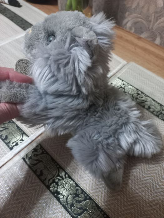 Продам кошечку  привозная