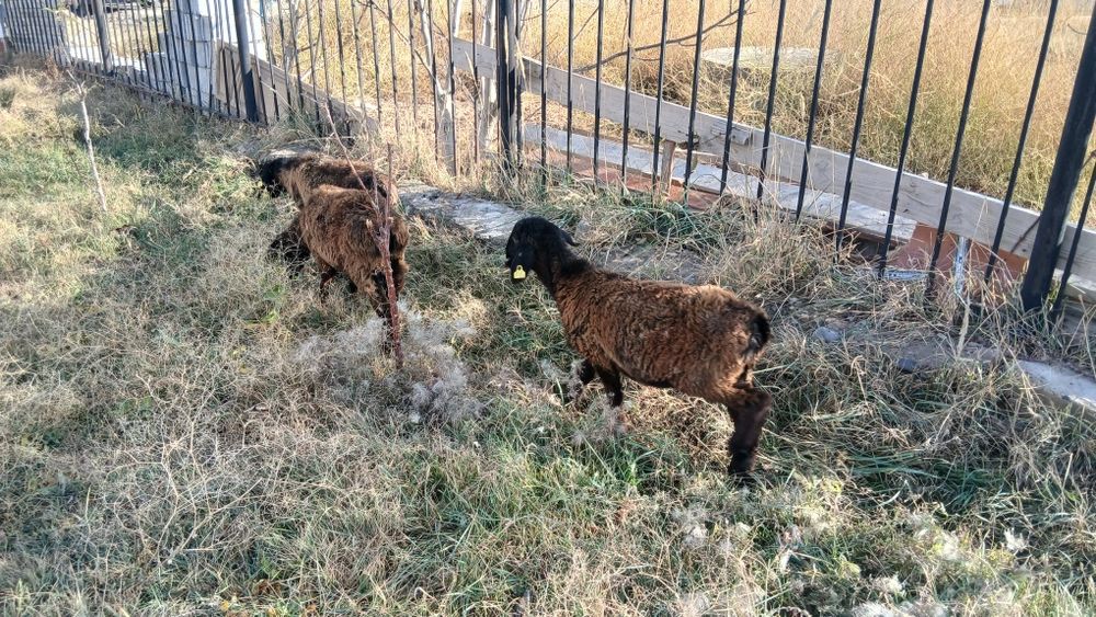 Қой сатылады..Хожа Ахмет яссауи..