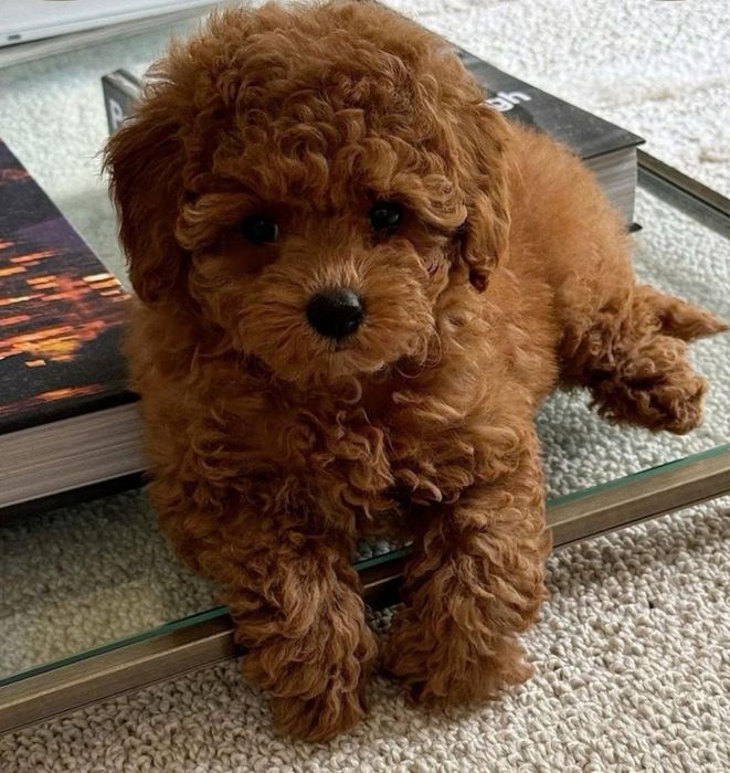 Pudel / poodle mini-toy fetita