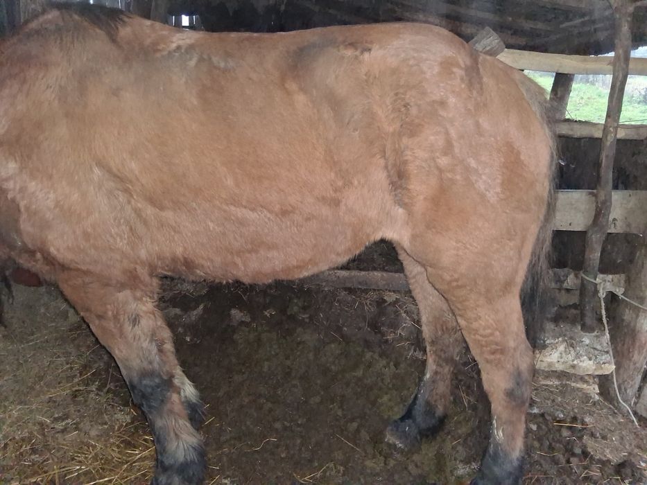 Vand   iapa    cuminte