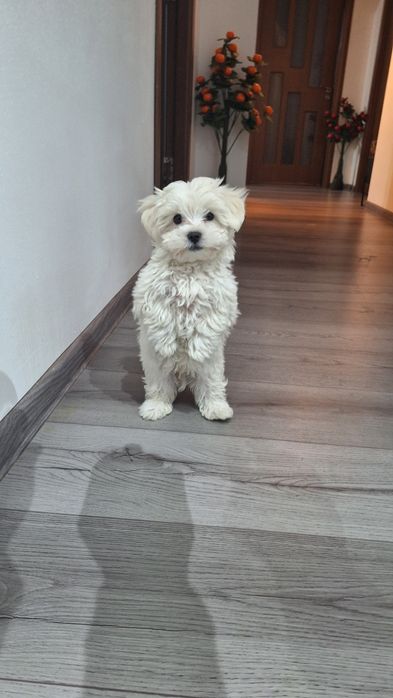 Bichon malteze mini-toy