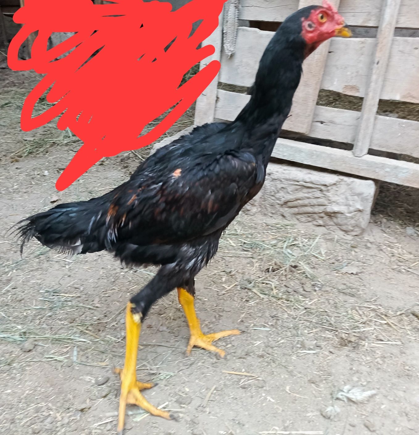Jo'ja sotiladi Narxi 300 ming