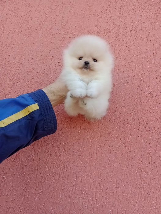 Миниатюрни мини Померани. Реални снимки!
Мъжки Померани. Реални снимки