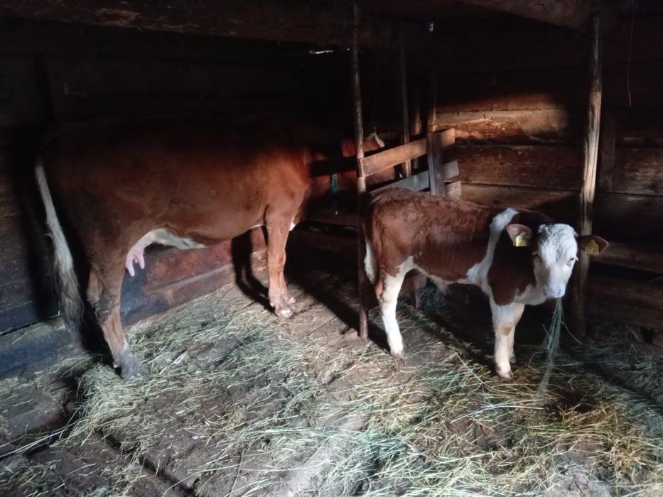 Vand vaca de 6 ani cu vitel