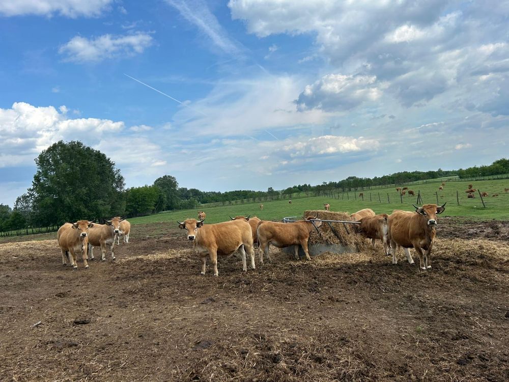De vanzare lot de 32 jurinci aubrac