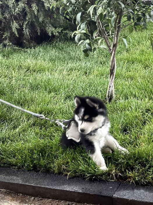 Соглом ит сотилади гарантияси бор