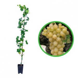 Vita de vie anul 3 la Ghiveci