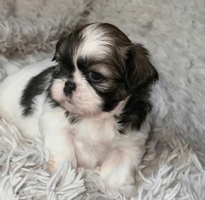 Bichon  havanez  500 lei