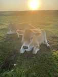 lapte de Vaca jersey