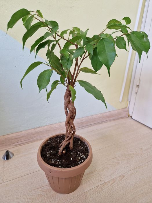 Ficus impletit, benjamina exotic