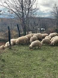 Vând oi de calitate