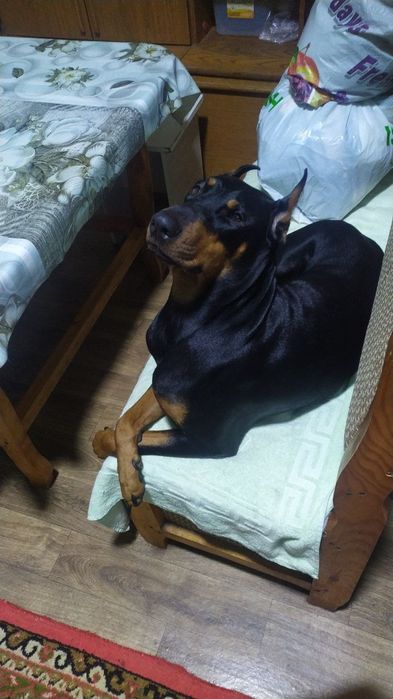 Продаются щенки добермана