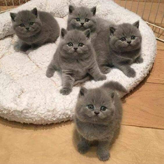 Puiuț British Shorthair