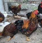 Vand cocosi rasele Wyandotte, Austalorp, Matase japoneza, BrahmaHD
