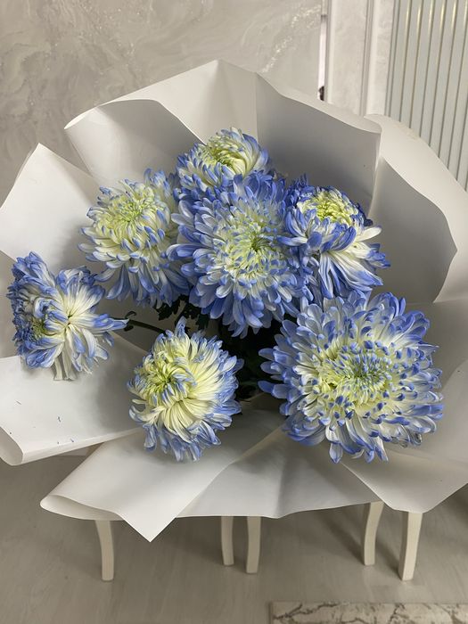 Цветы хризантема