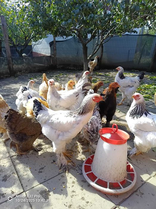 Vând găini brahma albastru din 2025 și cocosi diferite culori