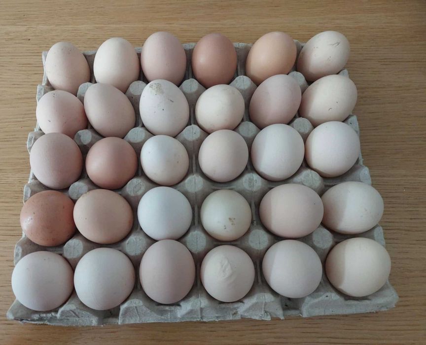 Vând ouă de rață și găină proaspete, de la păsări crescute natural