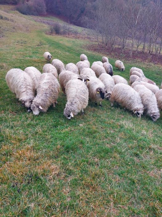 Oi si capre de vanzare