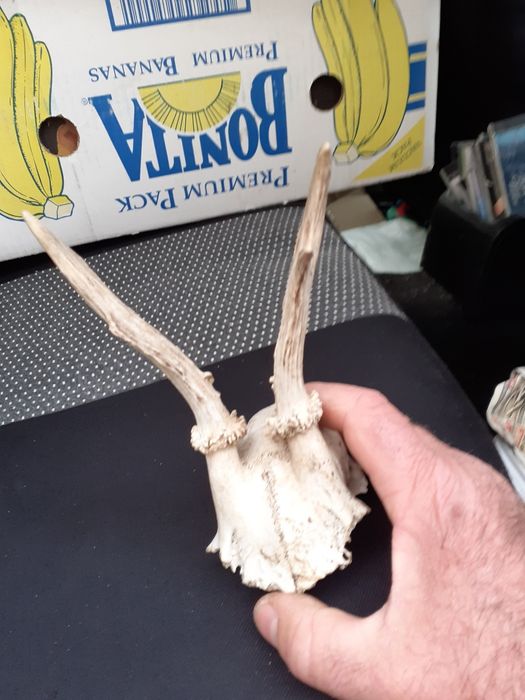 Еленови рога от сръндак счерепа