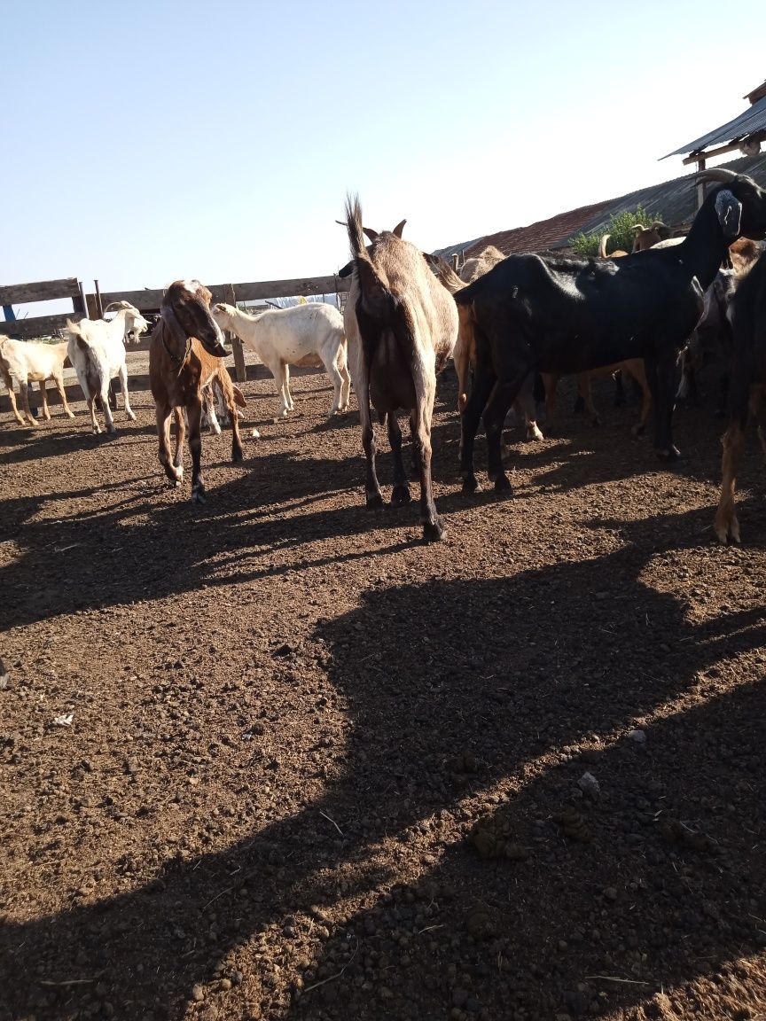 Capre de vânzare 33 buc 800 leii buc