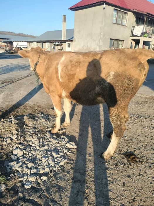 Vând juninca de 3 ani gestanta de 3 luni