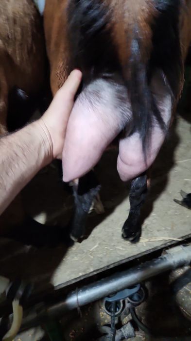 Vând 100 de capre alpina și metis