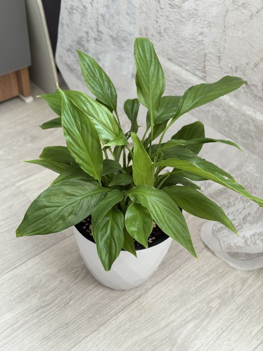 Комнатные растения, домашние цветы