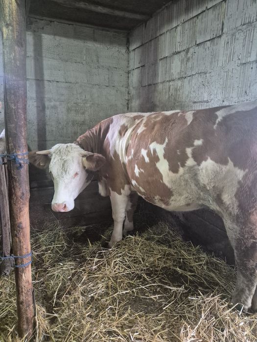 Junininca de vanzare