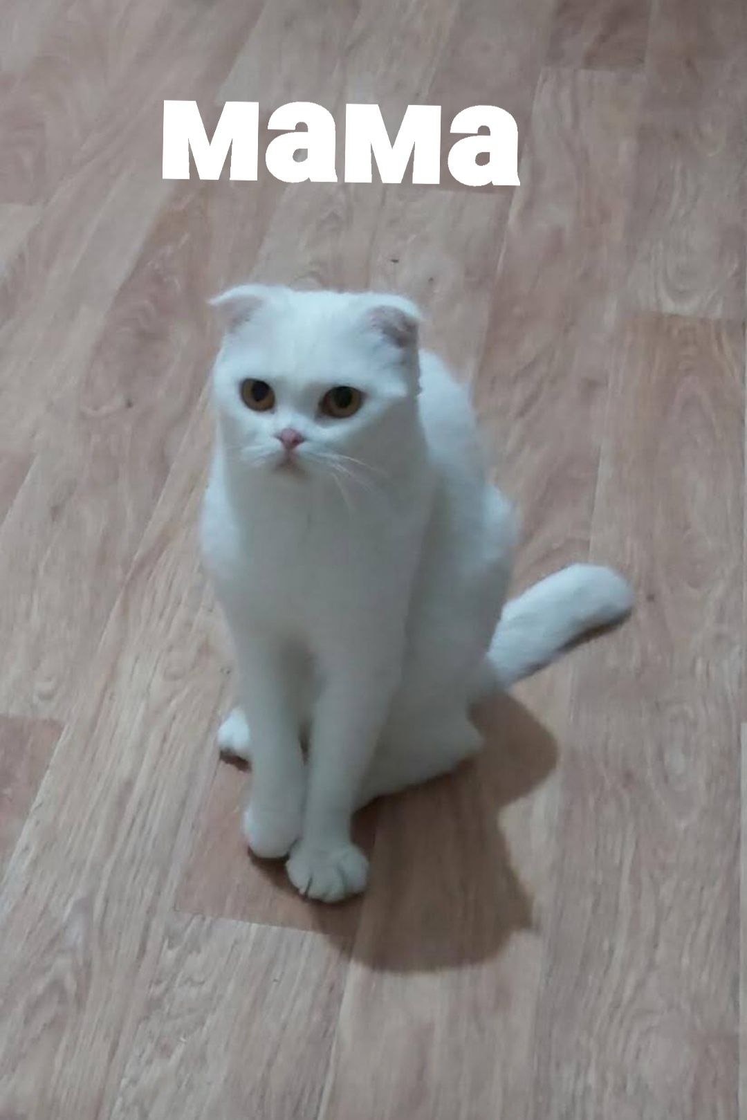 Белые Шотландские котята