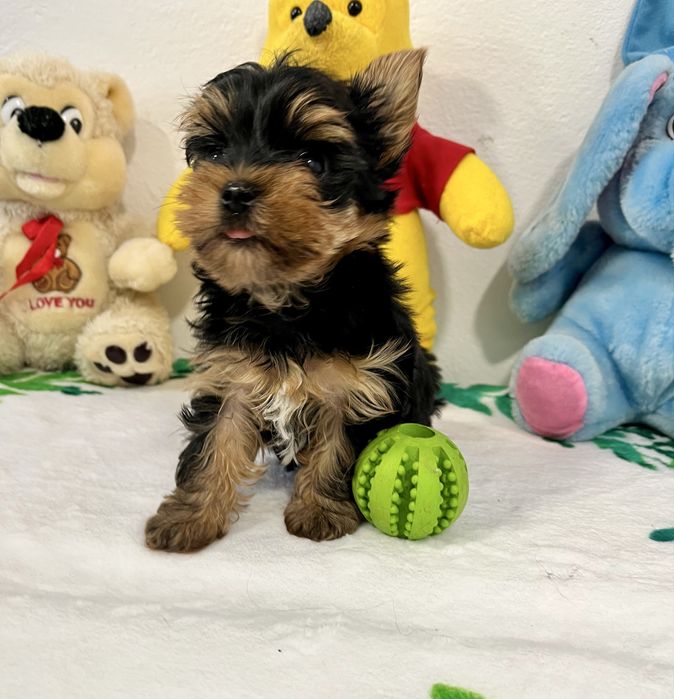 Йоркширски териер-Мини йорки