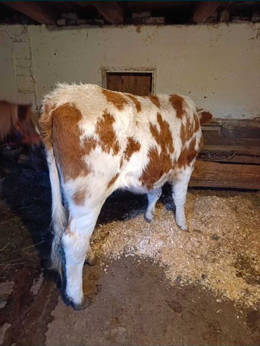 Vand vaca buna de lapte 4 ani jumate