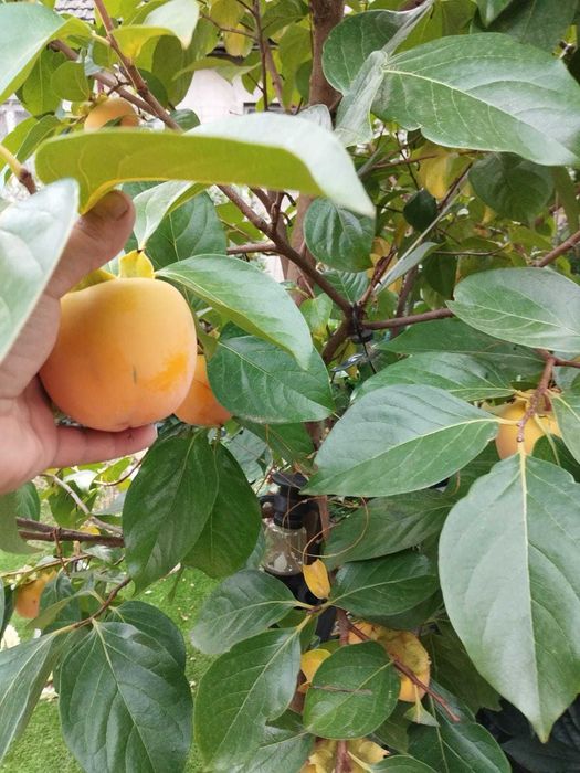 Kaki pentru Grădina Ta - 1, 2 și 3 Ani - Rezistenți și Productivi!