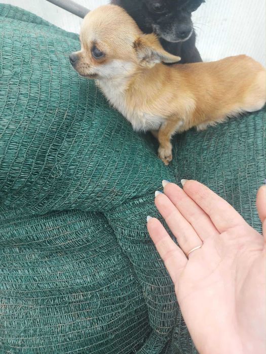 Мини чихуахуа женско